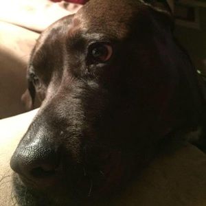 Meet your Posher, Sharon